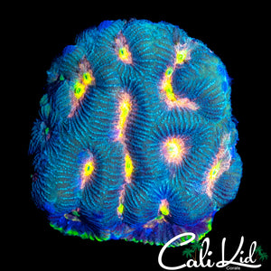 RAINBOW EYE FAVIA