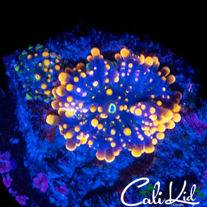 RAINBOW RHODACTIS DOUBLE