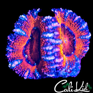 ULTRA ACAN DOUBLE