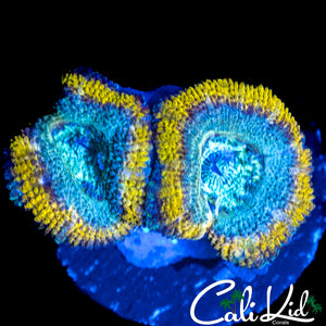 GOLDEN RING ACAN DOUBLE