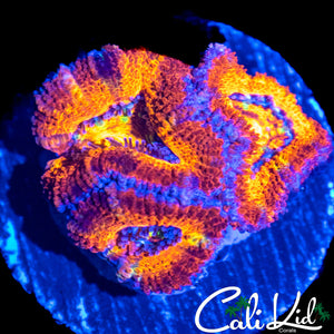 ULTRA RAINBOW ACAN TRIPLE