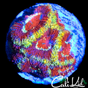 CK FIREWATER MICRO