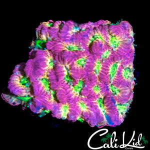 JF DAYGLO FAVIA