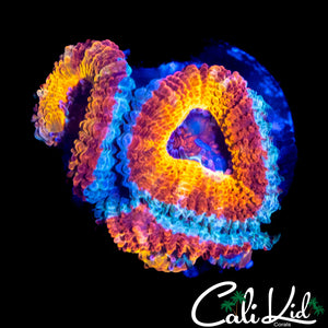 SILVER BULLET ACAN TRIPLE