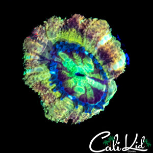 RARE RAINBOW ASIAN ACAN