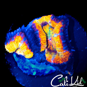 HIGHLIGHT ACAN DOUBLE