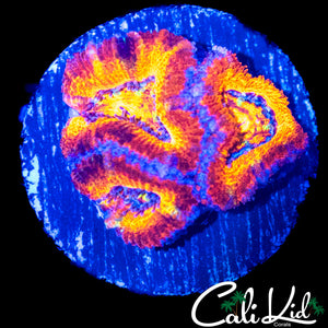 ULTRA RAINBOW ACAN TRIPLE