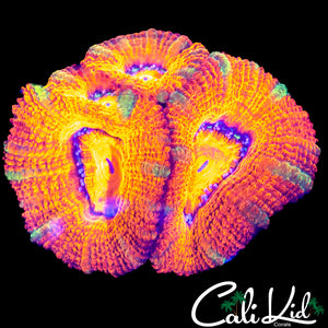 GREEN STRIPE ACAN LORD TRIPLE