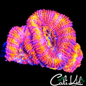 PINK STRIPE ACAN TRIPLE