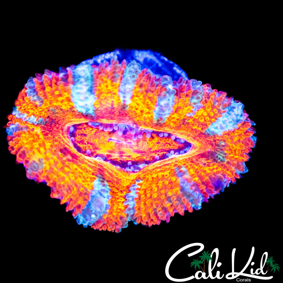 WHITE STRIPE ACAN LORD