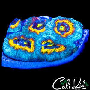 CK FRUITLOOPS MICRO