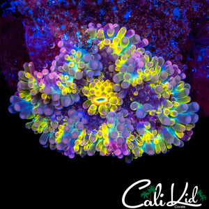 SOLOMAN ISLAND RAINBOW YUMA