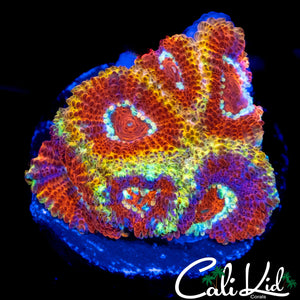 CK FIREWATER MICRO