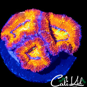 ULTRA RAINBOW ACAN TRIPLE