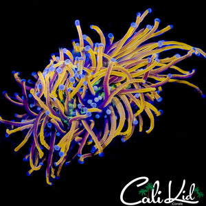 LARGE AQUACULTURED INDO GOLD TORCH
