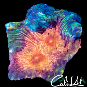 BIG EYE RAINBOW PECTINIA