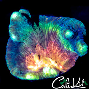 RAINBOW PECTINIA