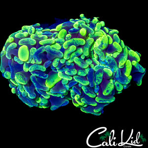 SPLATTER BRANCHING HAMMER