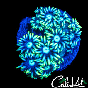 SUNFLOWER GONI