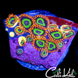 FRUITLOOPS MINI COLONY