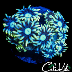 SUNFLOWER GONI