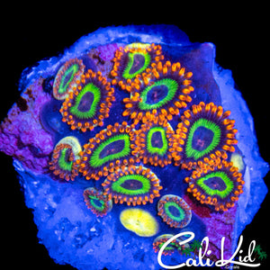 FRUITLOOPS MINI COLONY