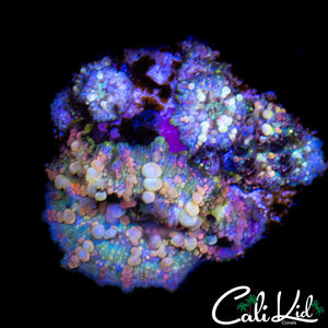 NEPTUNE BOUNCE SHROOM ROCK