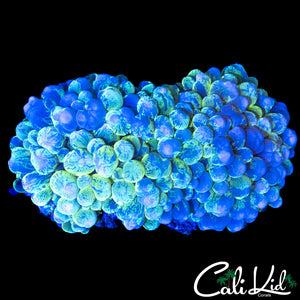 SPLATTER BUBBLE CORAL COLONY