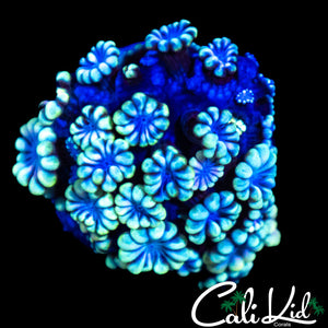 BI COLOR ALVEOPORA