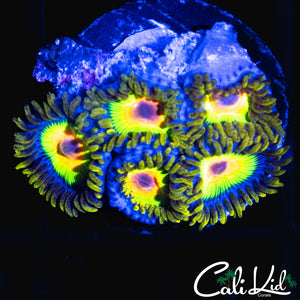 RASTA ZOA MINI COLONY