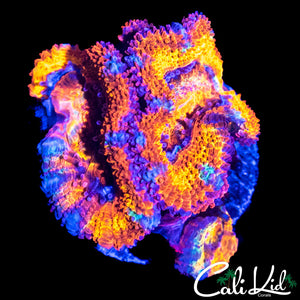 ULTRA RAINBOW ACAN TRIPLE