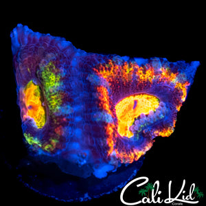 ULTIMATE RAINBOW ACAN DOUBLE