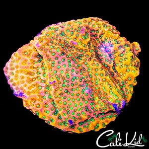 RAINBOW MONTI CHUNK