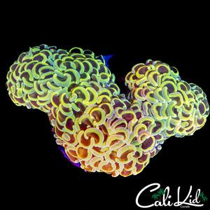 STUNNING RAINBOW WALL HAMMER