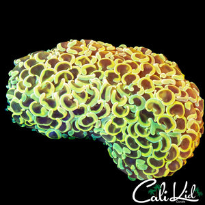 STUNNING RAINBOW WALL HAMMER