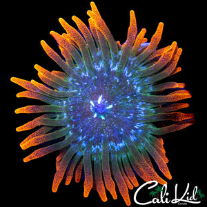 FLAME TIP RAINBOW GONI