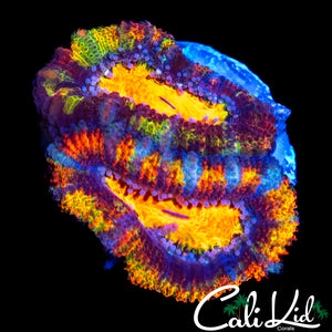 ULTIMATE RAINBOW ACAN DOUBLE