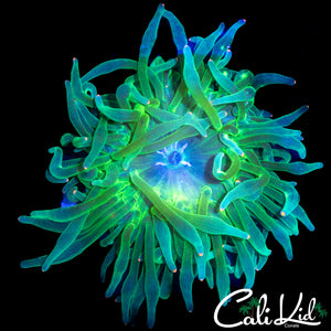 TRI COLOR ANEMONE