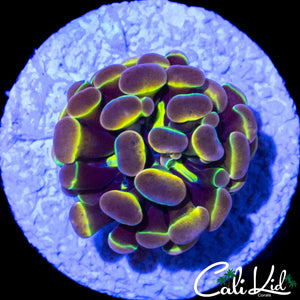 OG AQUACULTURED HOLOGRAM HAMMER