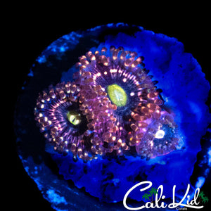 INTERSTELLAR ZOA TRIPLE