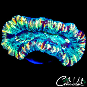 RAINBOW RIM TRACHY