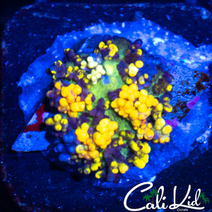 CK MAGIC CARPET MUSHROOM (SUPER BRIGHT)