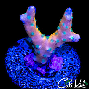 RRC TROPICANA ANACROPORA