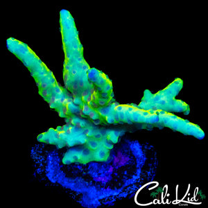 BLUE GHOST SMOOTHSKIN ACRO