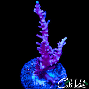 BLUE DRAGON ACRO