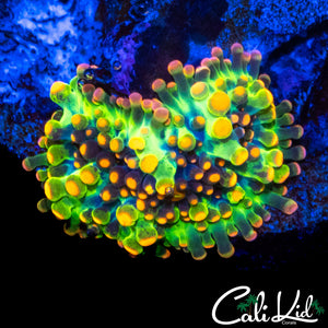 CK GODZILLA MUSHROOM