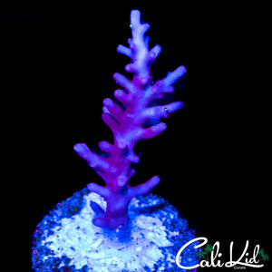 BLUE DRAGON ACRO