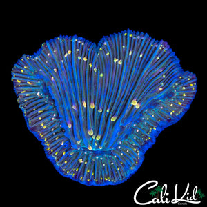 RAINBOW TENTACLE DIASERIS