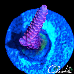 MYSTERY RAINBOW ACRO