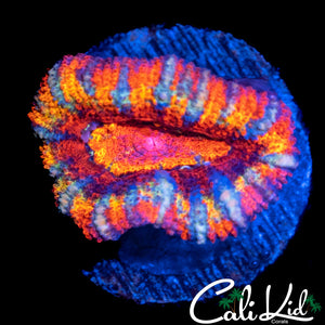 RAINBOW STRIPE ACAN LORD